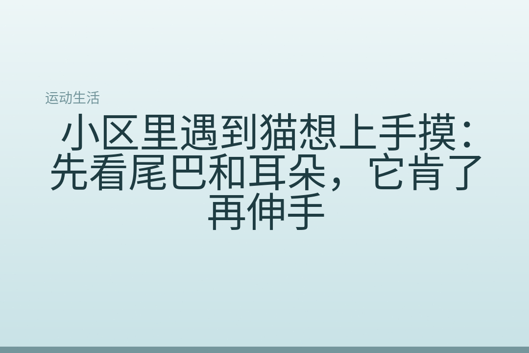 小区里遇到猫想上手摸:先看尾巴和耳朵,它肯了再伸手