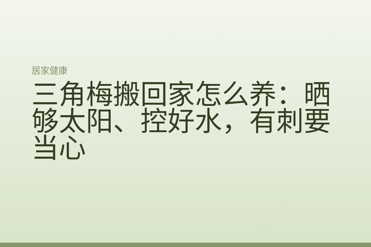 三角梅搬回家怎么养:晒够太阳、控好水,有刺要当心