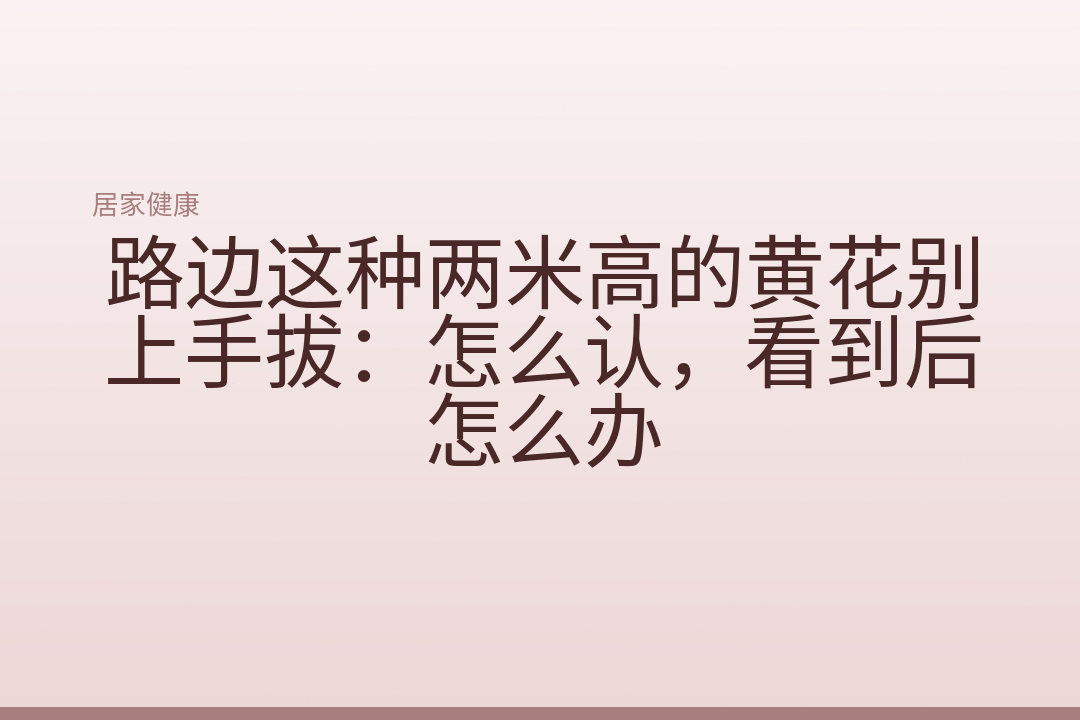 路边这种两米高的黄花别上手拔：怎么认，看到后怎么办