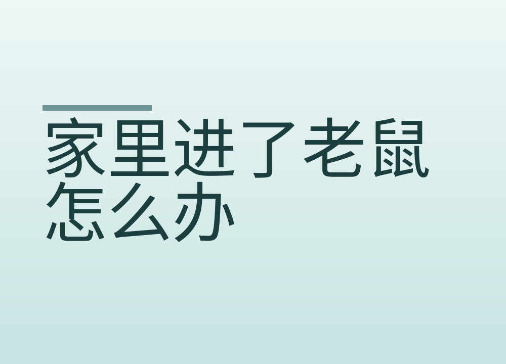 家里进了老鼠怎么办:先断粮封洞,再按顺序清理